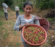 Mexico Chiapas Altura Økologisk 4 x 250 g